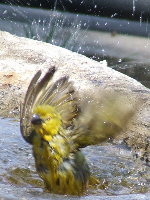 Golden Weaver Golden Weaver